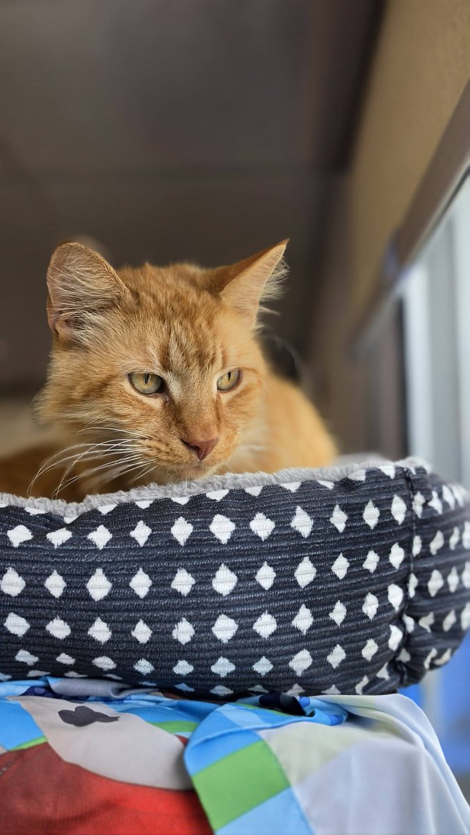 DDAF_org's tweet photo. Meet Muncie Arf's Sweet Senior Gentleman! Nigel is a 9-yr-old handsome boy who was recently surrendered along with his sister because their owner developed allergies. Understandably, he was very confused when he first arrived. He’s gentle, curious, and learning to trust again. https://t.co/7CzinWPT7W