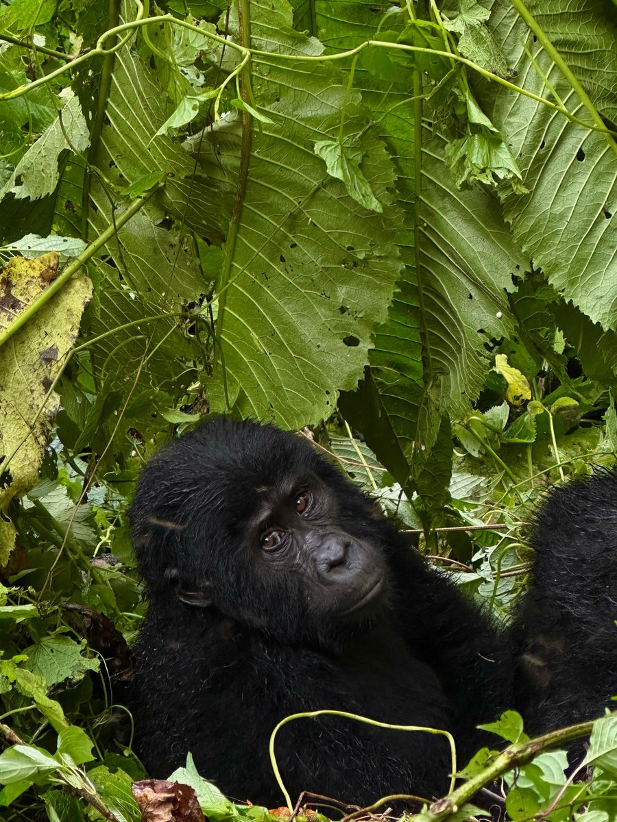 S2GTours's tweet photo. Throwback Tuesday: unforgettable gorilla trekking moments shared by our clients from forest hikes to meeting a gorilla family in the wild.

Plan your adventure 📲 https://t.co/geKKjXJ6pK #Safari2GorillaTours #GorillaTrekking https://t.co/KidPMUyBIn