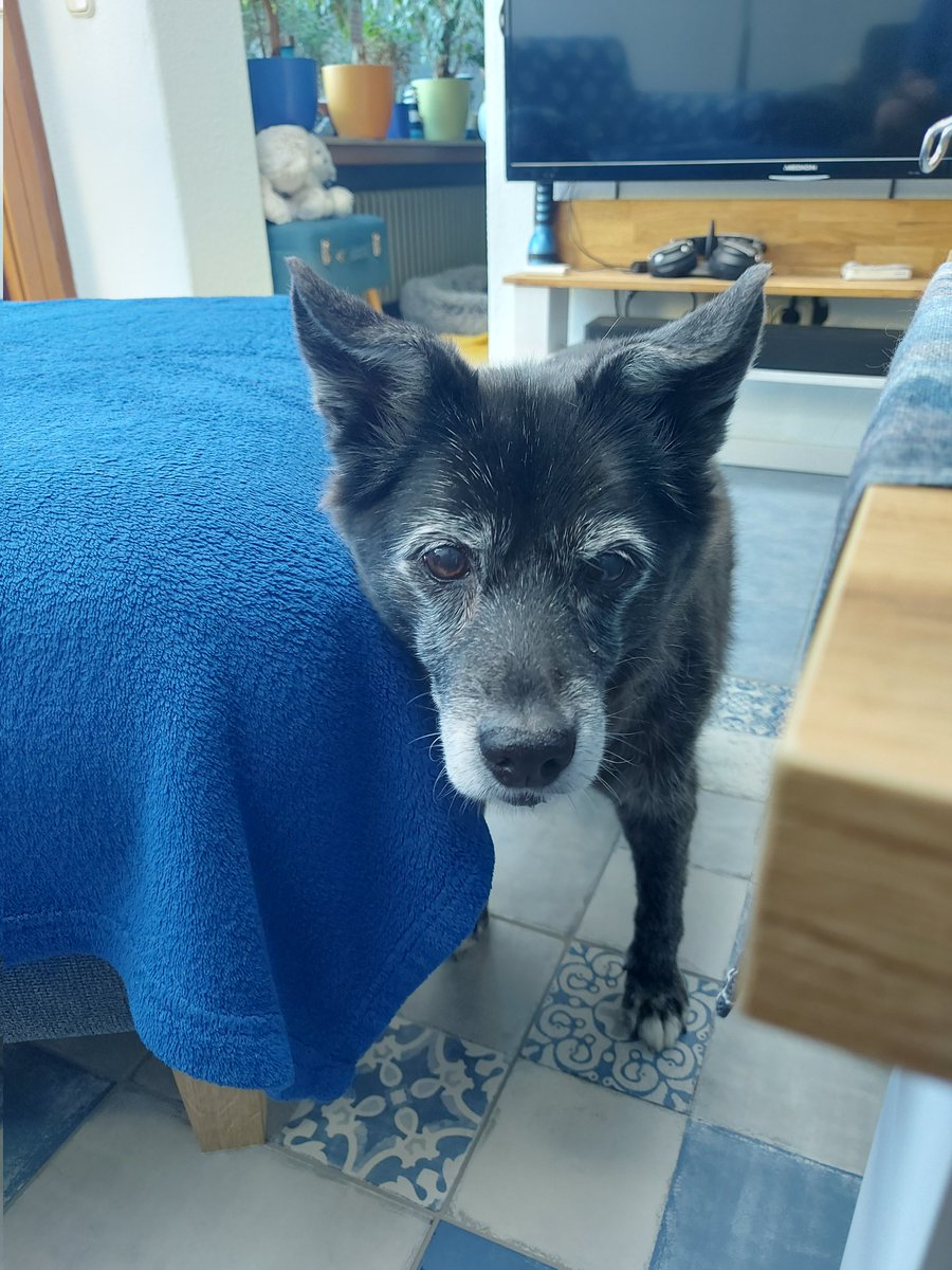 EgbertVoss's tweet photo. @knochenhort Das können wir sehr gut nachvollziehen. Unsere Buffy ist leider auch dement und solche "Unfälle" hatten wir auch schon ein paar mal! https://t.co/BGFaAz6TVY