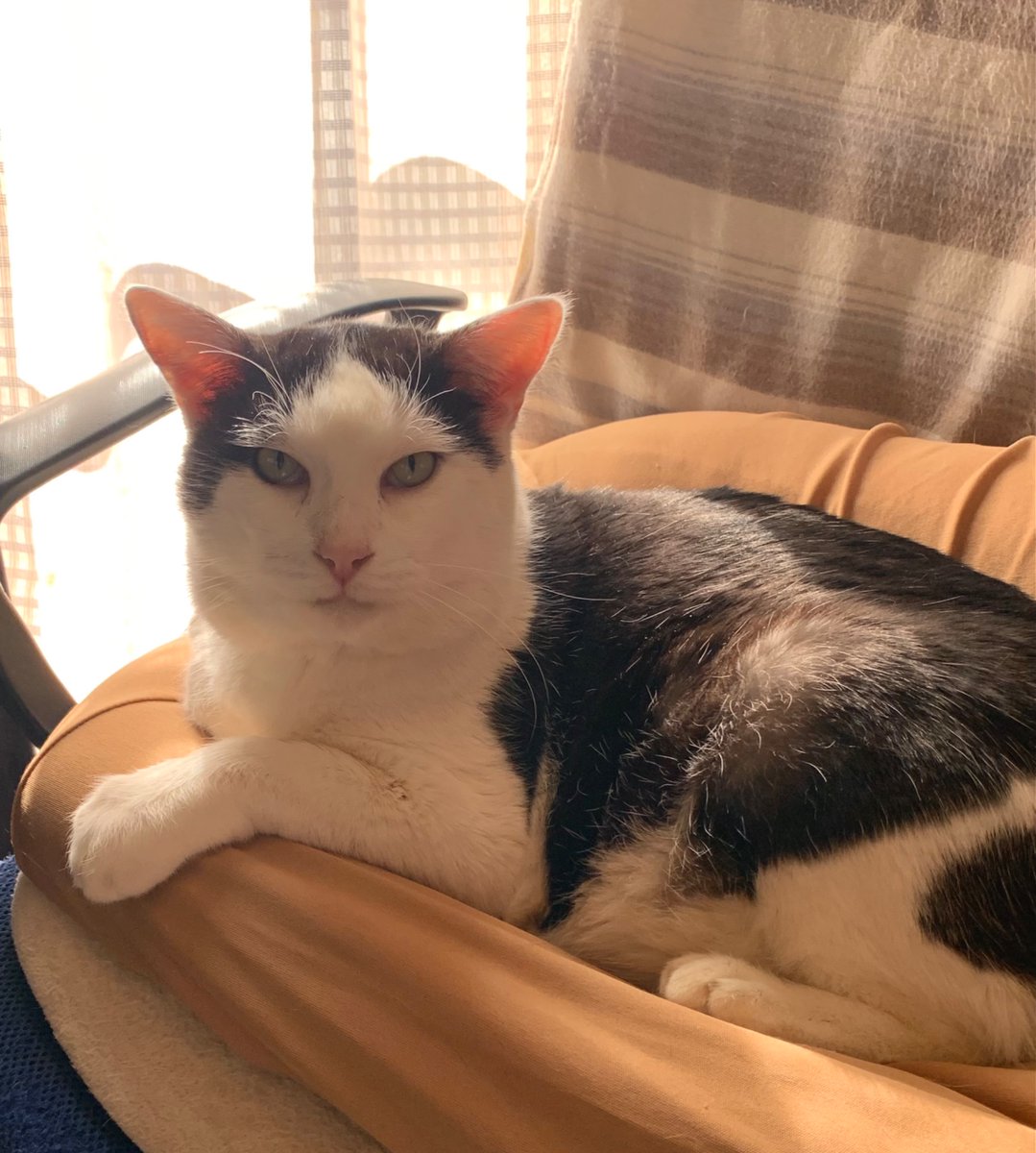 猫探しています@まー tweet media