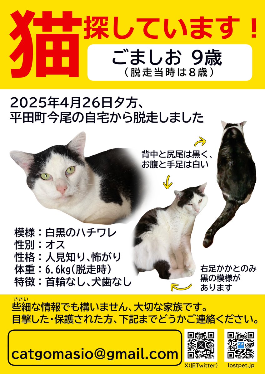 猫探しています@まー tweet media