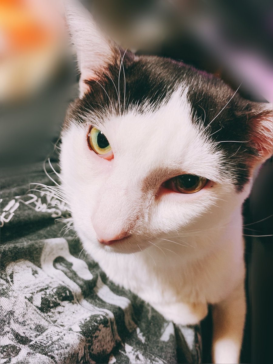 猫探しています@まー tweet media