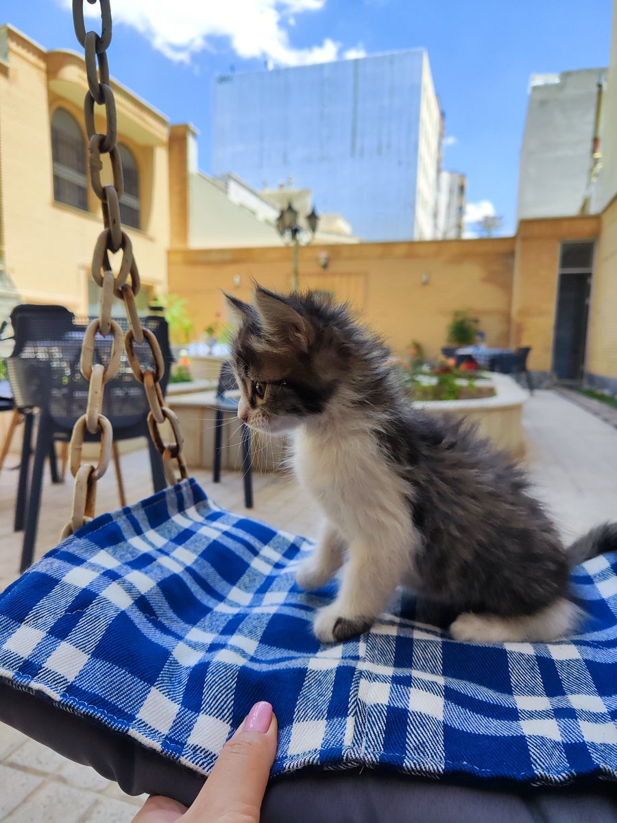 samanehgpf's tweet photo. بچم هر ۲ ساعت خودشو تمیز می‌کنه
کثیفی دماغش به خاطر کنجکاویشه https://t.co/McyvQ4k6b7
