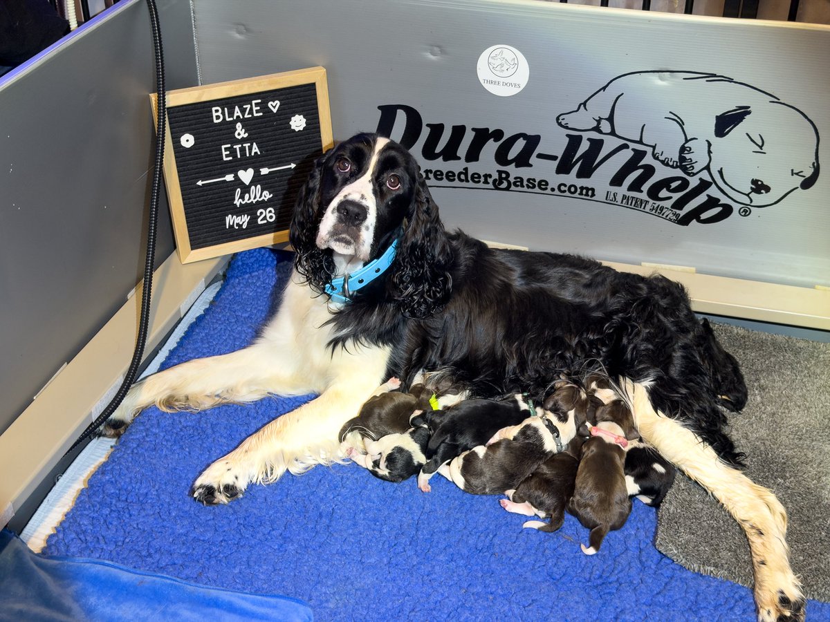 collverab3's tweet photo. Introducing the BlazE x Etta “Game On” Litter, 2026 May 26 https://t.co/cvQYbbFB2E