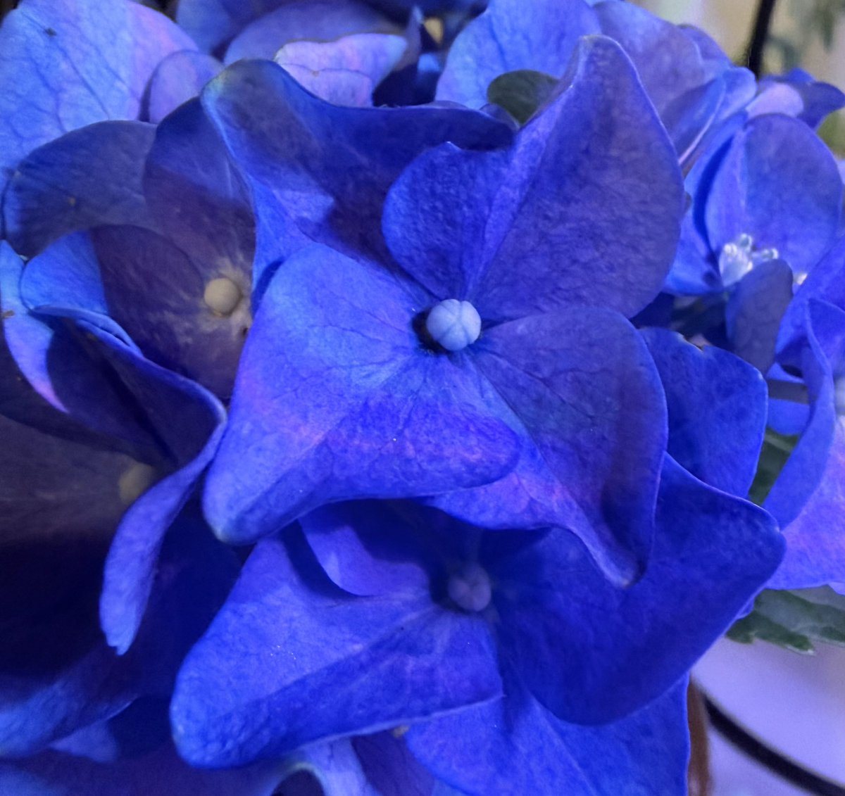 44olws's tweet photo. 紫陽花〜💐

#紫陽花
#アジサイ
#あじさい https://t.co/UAfGSTJQ9n