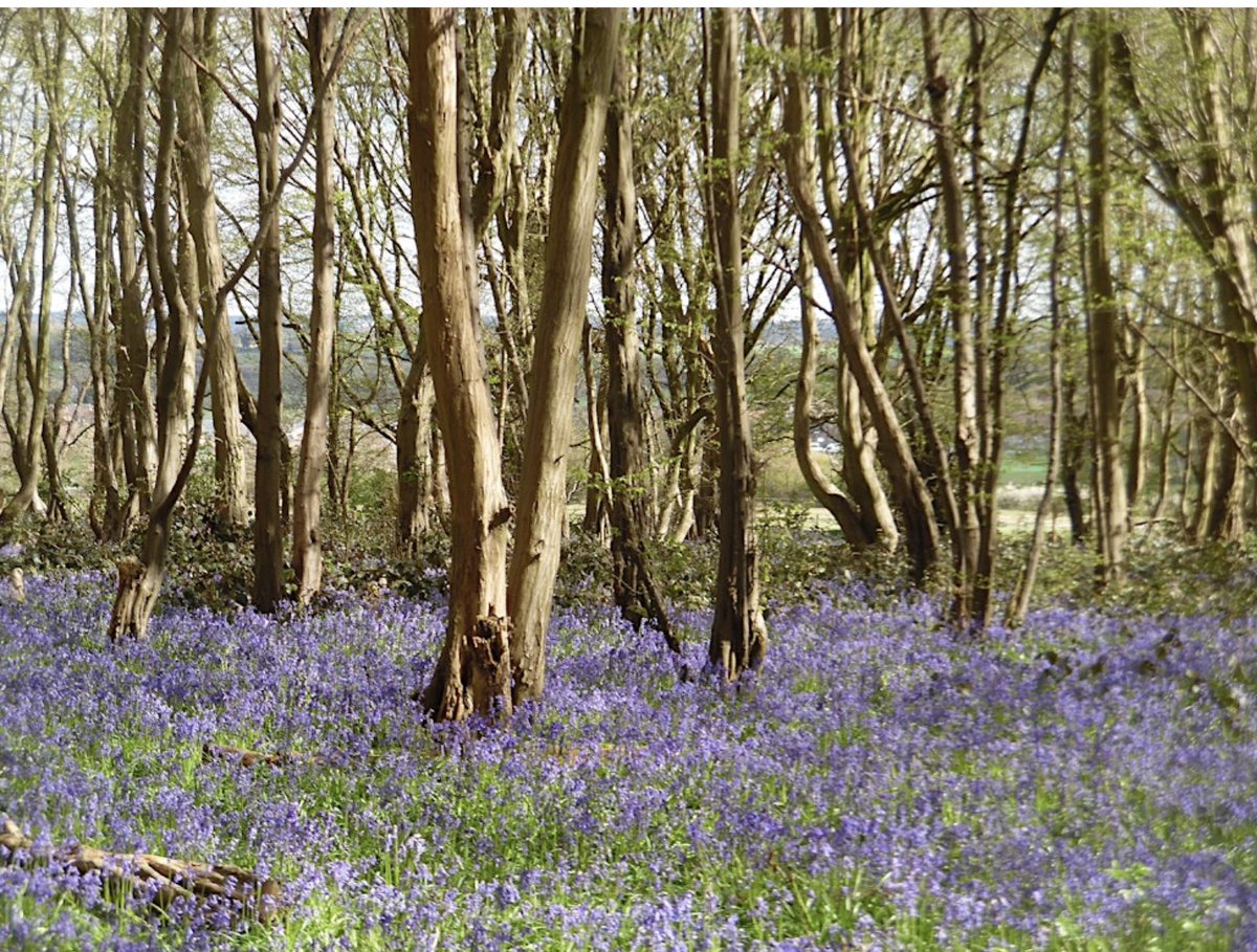 footprintsldn's tweet photo. Want to escape the heat &amp; crowds of London? About an hour away there's rolling countryside, historic houses &amp; market towns. This evening @rob_s_smith takes a virtual tour of where to stay &amp; visit in #Hertfortshire Book at https://t.co/tQKheP81sw for this &amp; more great walks https://t.co/jhpBk1FyYr
