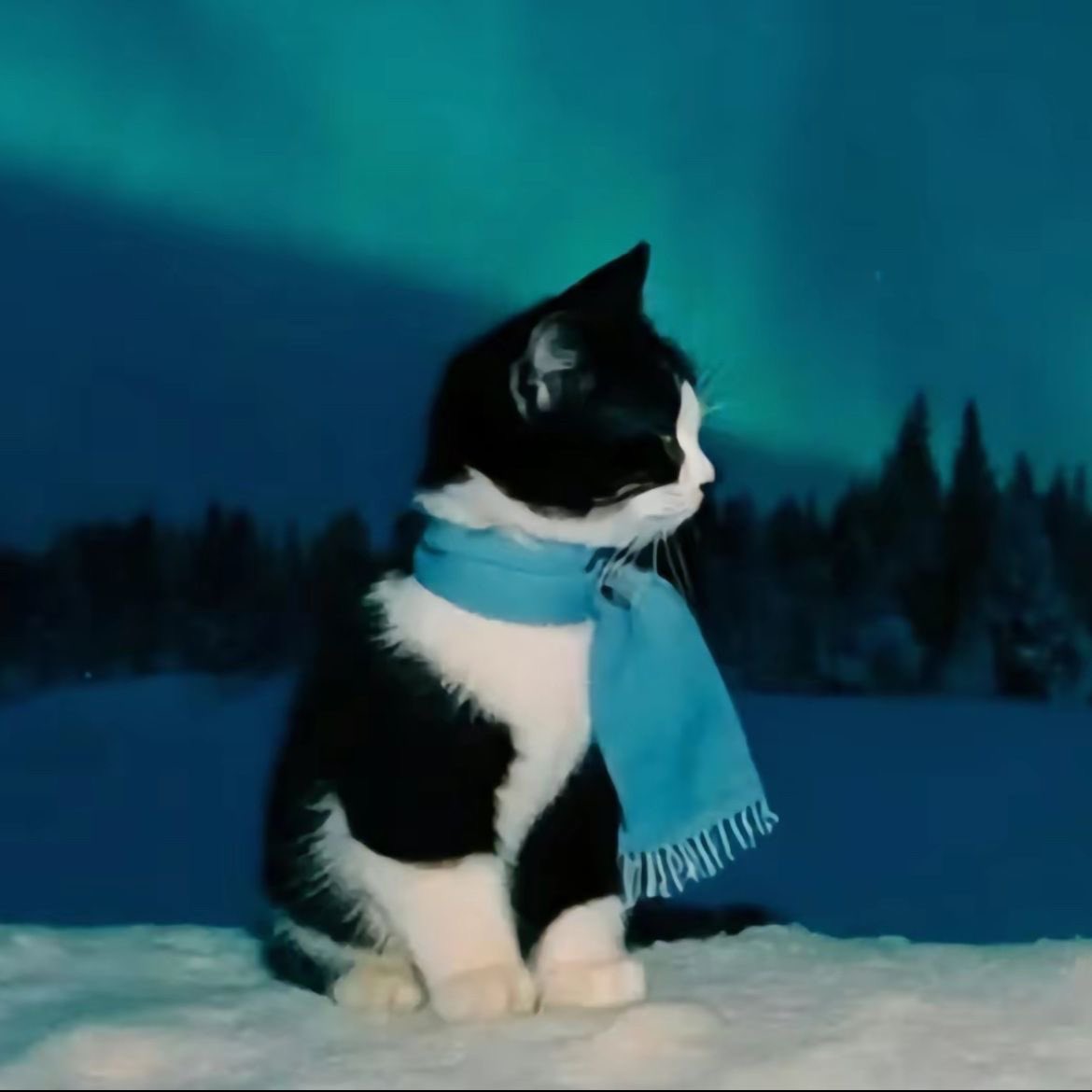 Miaw tweet media