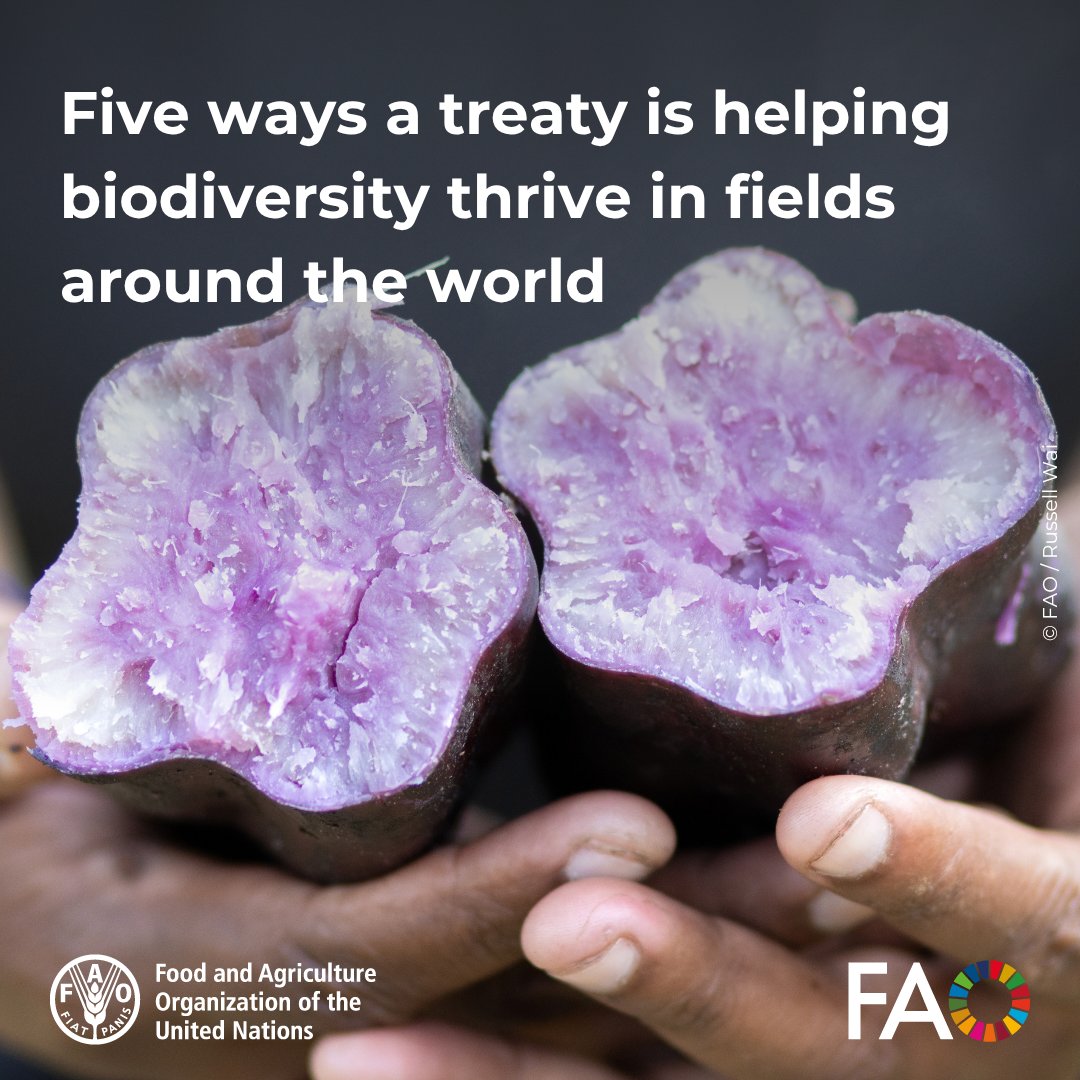 FAO Knowledge tweet media