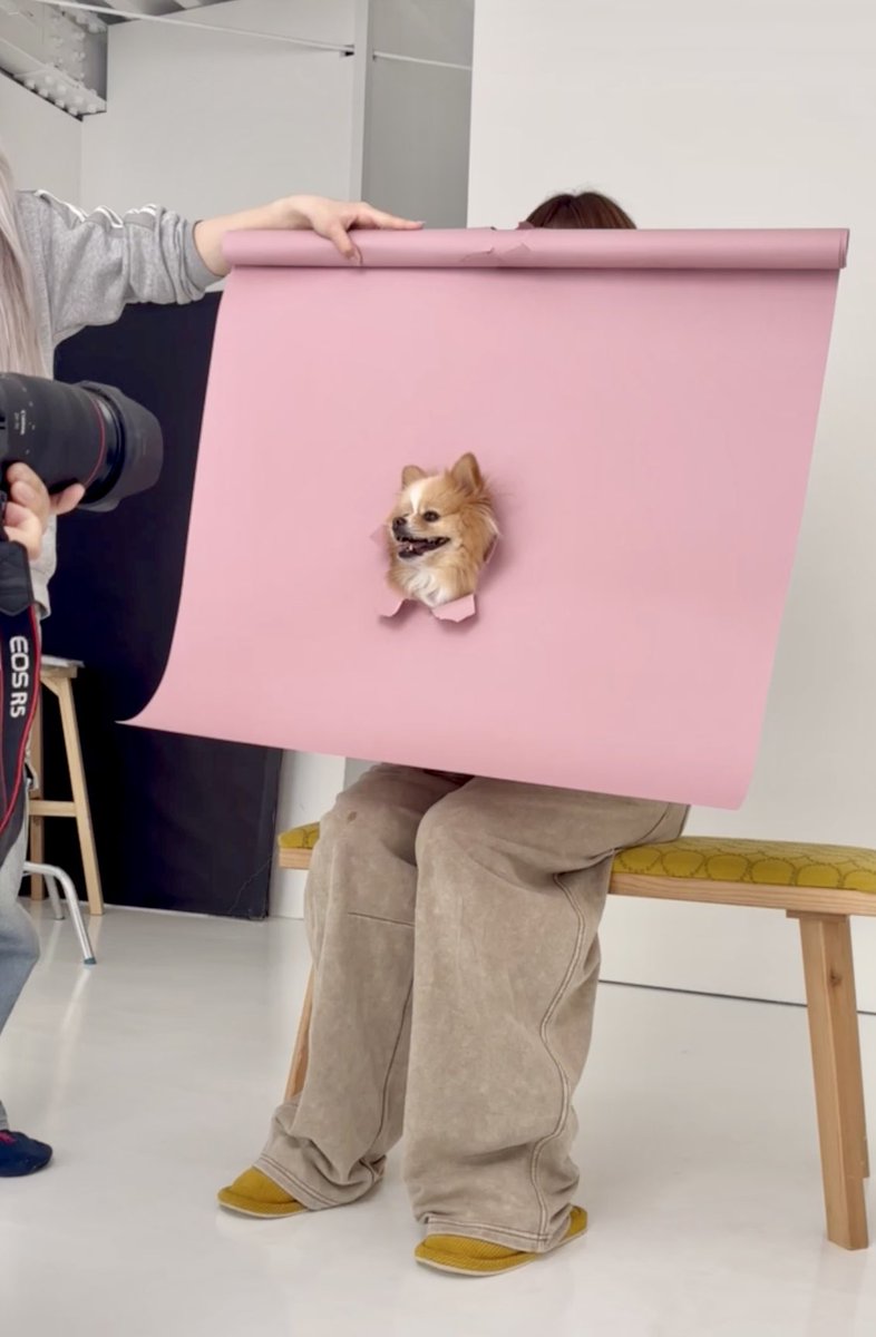 ポメのピカルディ tweet media