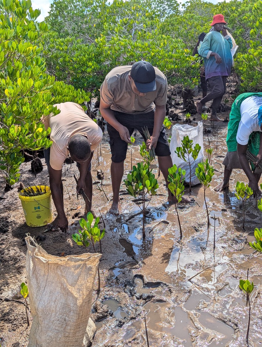 Fishlevy_tf's tweet photo. On 13/5/2026, FLTF, alongside community members together with
@kefs_kenya @KeForestService
took part in mangrove restoration at Majoreni, Kwale County, planting 10,000 seedlings in line with 15B trees by 2032 agenda. This aligns with FLTF’s mandate on ecosystem restoration https://t.co/0V04Sgzg4G