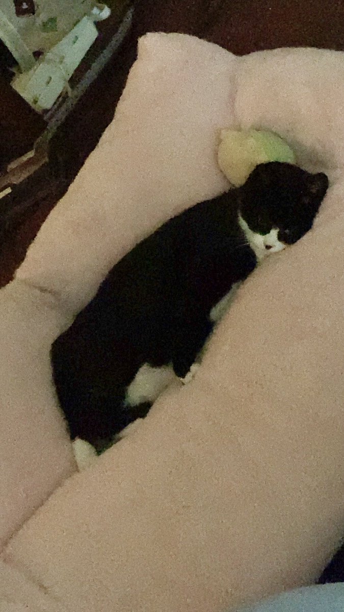 ねこやさま ねこやオープン🐈