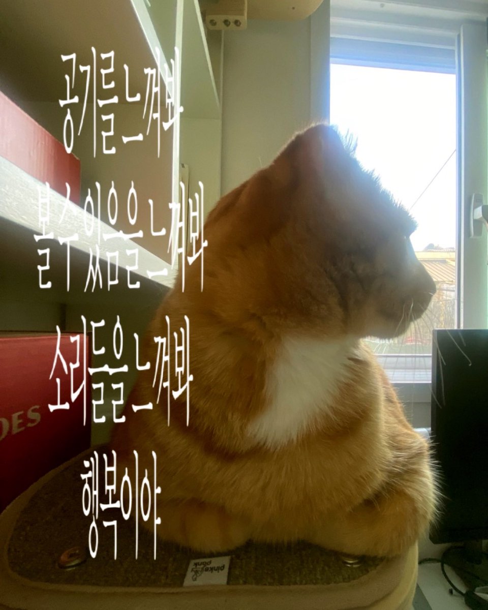 째무 tweet media