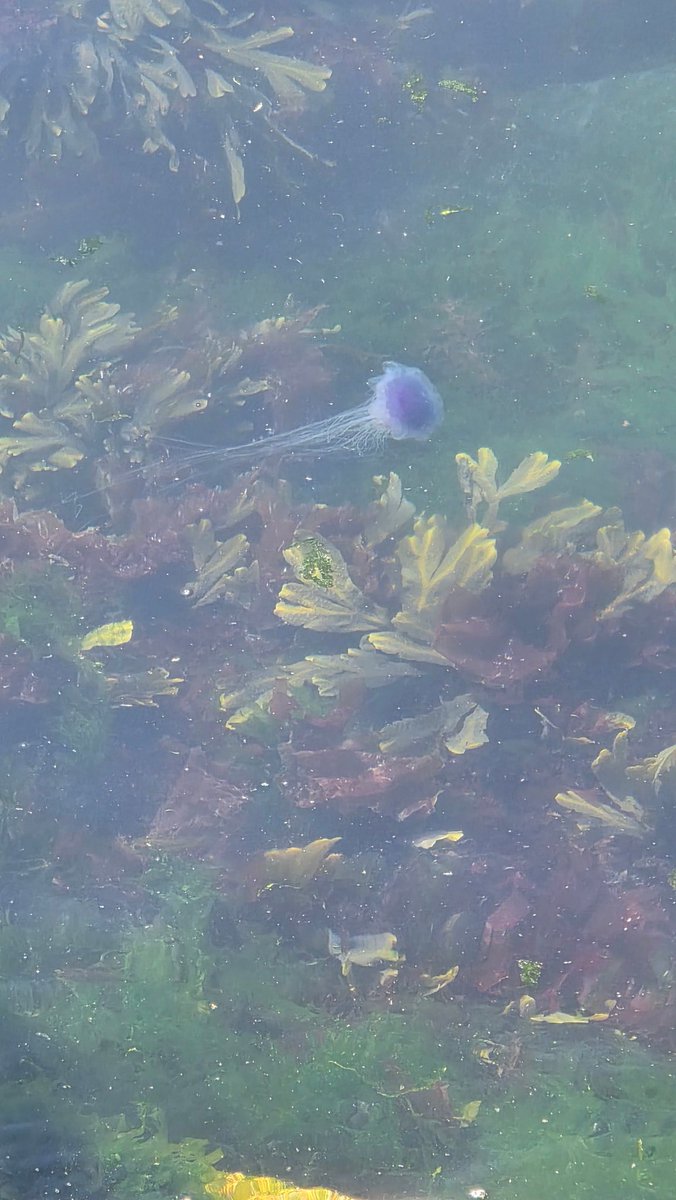 DefiPhil's tweet photo. Spotted today on The Hoe @PlymouthMarine @PlymBioMarSci https://t.co/3SALAtJG3W