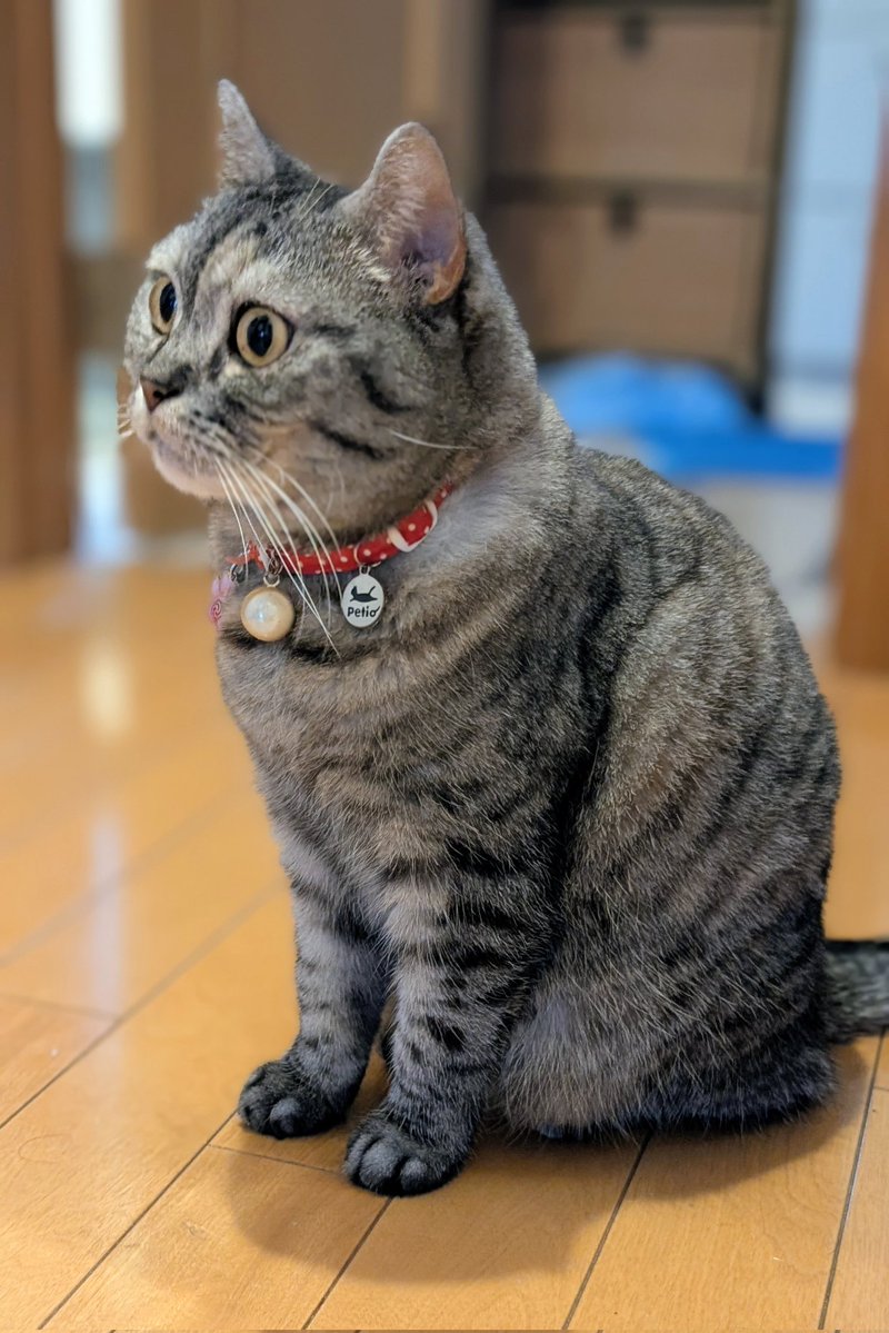 購入前に連絡下さい★猫飼ってます•*¨*•.¸♬︎ ねこさん⚡(ΦωΦ) (@catnap707) / Posts / X