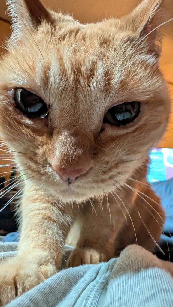 猫好きメコル tweet media