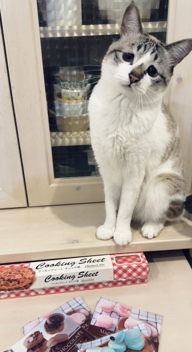 ぴえん猫ミント (@piennekomint) / Posts / X
