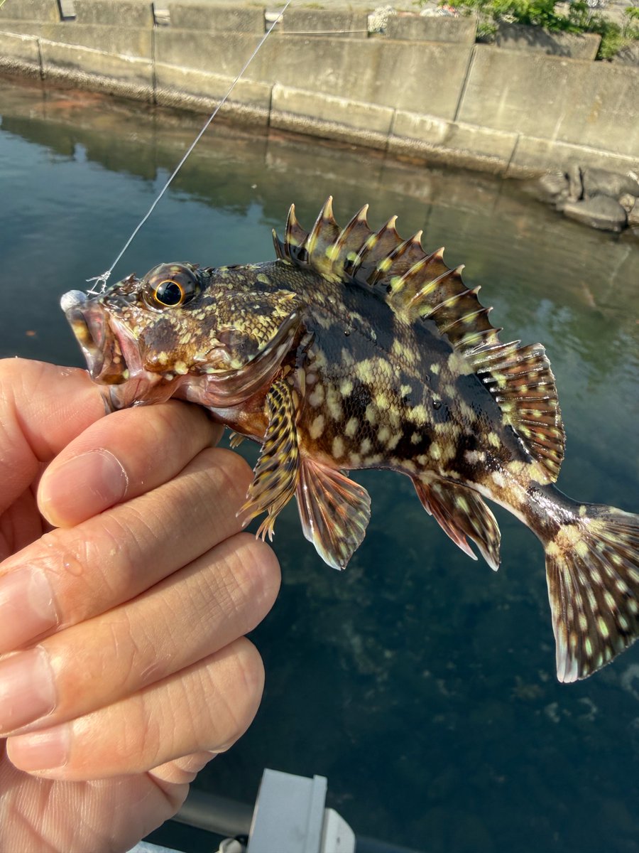 sabutaro28's tweet photo. 今日の釣果
ムラソイ
カサゴ
ブラックバス
各1匹ずつ。
ムラソイだけお持ち帰り。
#fishing
#23stradic
#鱒レンジャー
#zpi
#gomexus https://t.co/zzS8mUzSc7