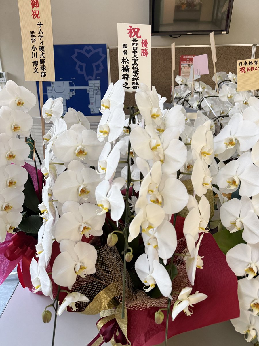 日本体育大学硬式野球部 (@ntblabo) / Posts / X