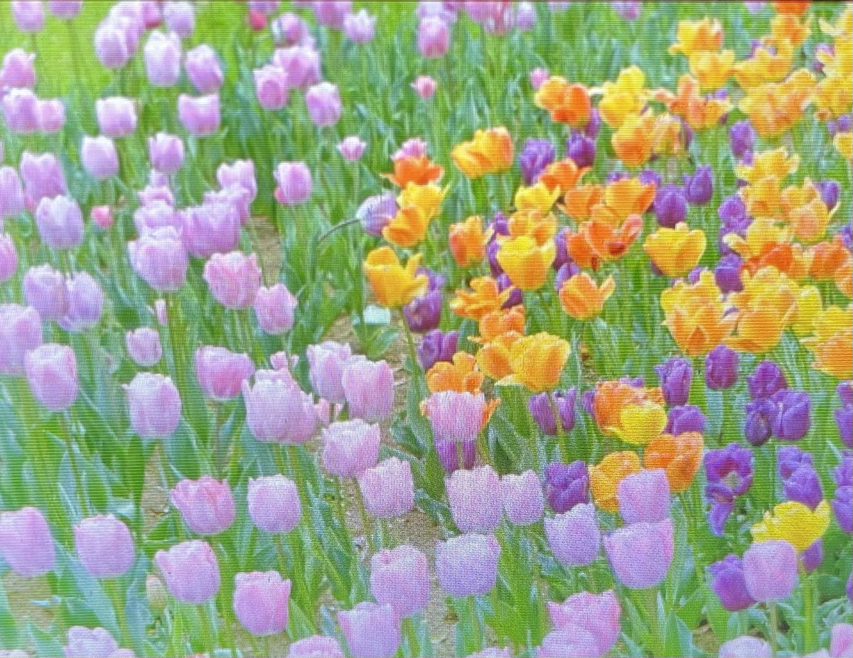はるのたんぽぽ🌼 tweet media