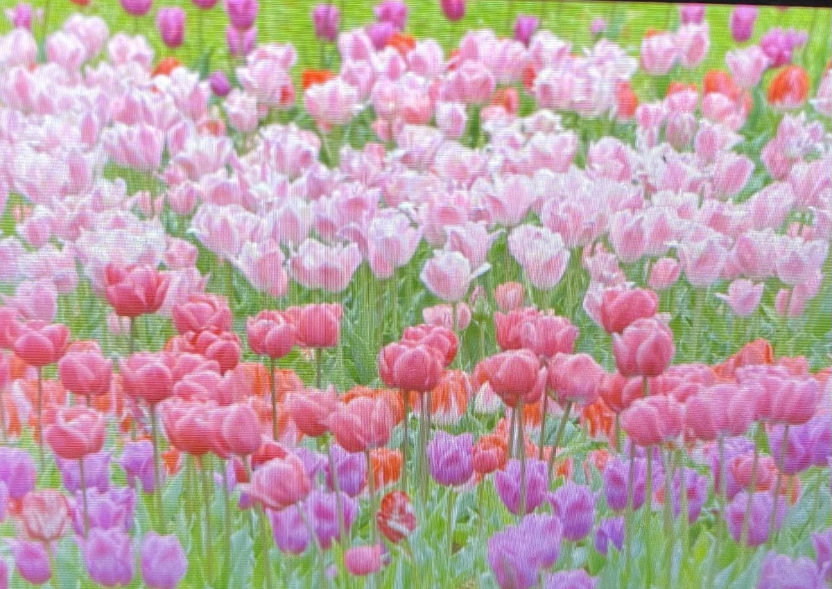 はるのたんぽぽ🌼 tweet media