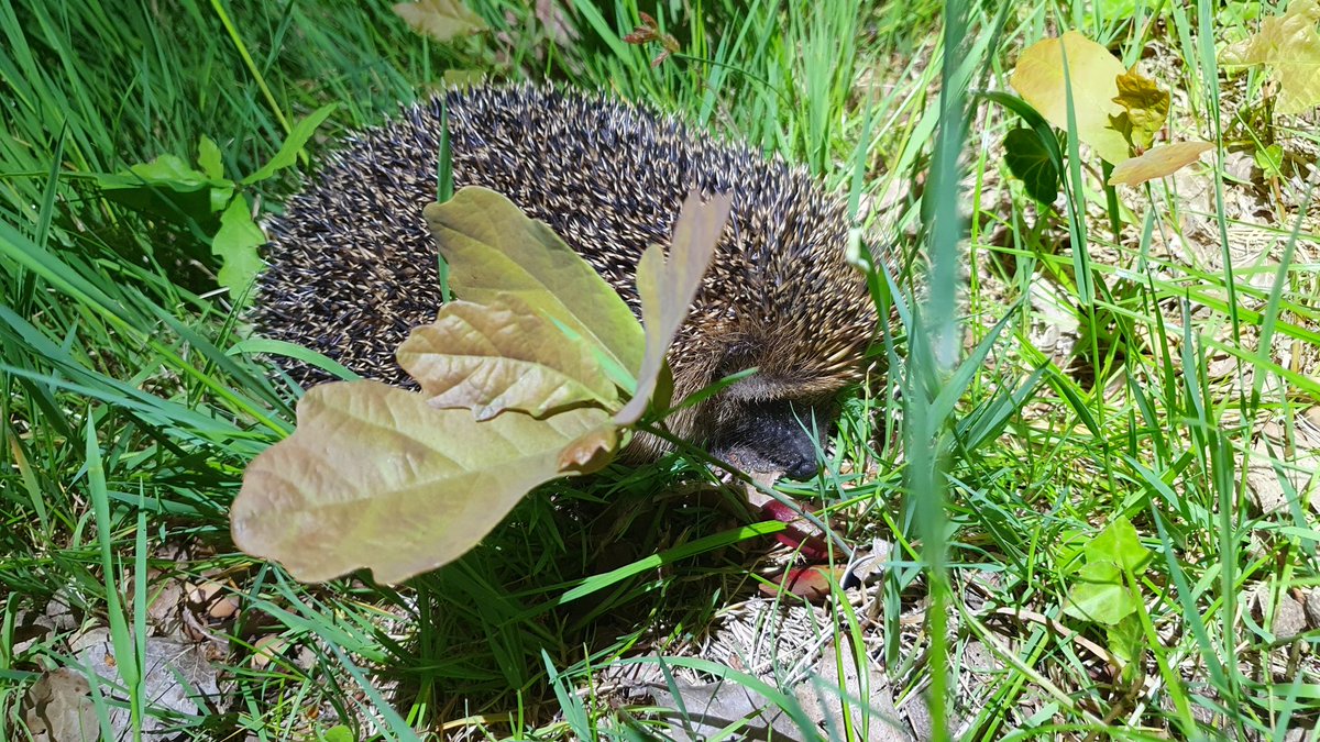 RAWarnau's tweet photo. 🦔 ☀️ 🌱 https://t.co/MEqUrgny7T