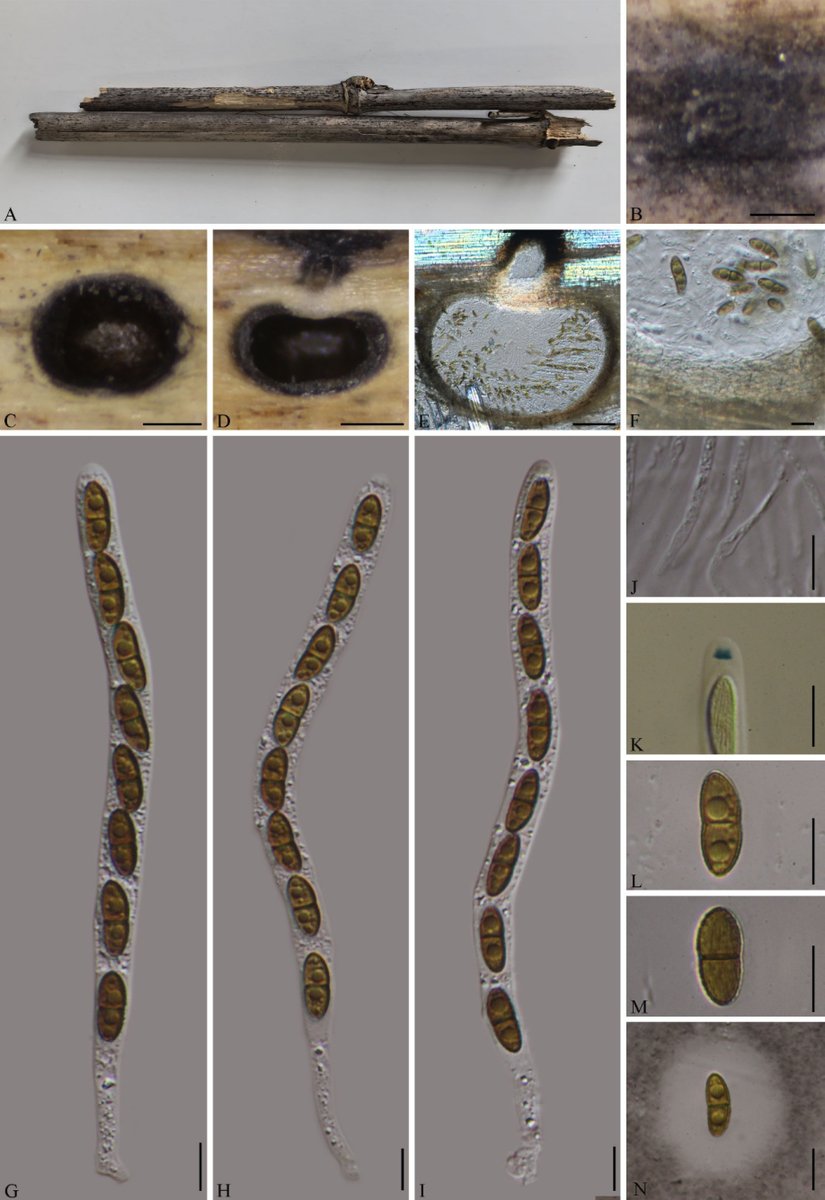 MycoKeys's tweet photo. 🎋 Three new species of microfungi from the Cainiaceae family have been discovered within the bamboo forests of southern China.

🍄 Check out the full study to learn more: https://t.co/RKFhdvAVfZ https://t.co/Qb9dVqDaFn