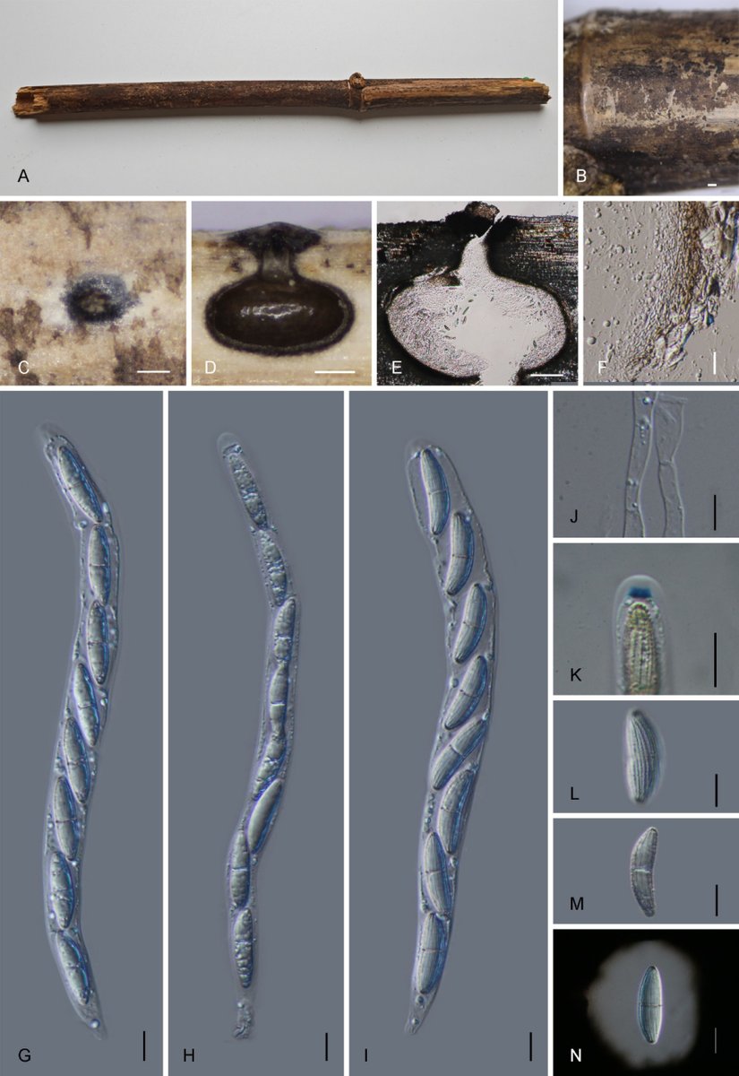 MycoKeys's tweet photo. 🎋 Three new species of microfungi from the Cainiaceae family have been discovered within the bamboo forests of southern China.

🍄 Check out the full study to learn more: https://t.co/RKFhdvAVfZ https://t.co/Qb9dVqDaFn