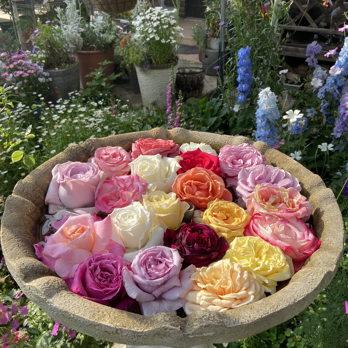 Tanji_Tweet's tweet photo. 佐藤梨園ローズガーデン🌹
バラ綺麗だった😀
福島県福島市 https://t.co/KzxJRuoesd