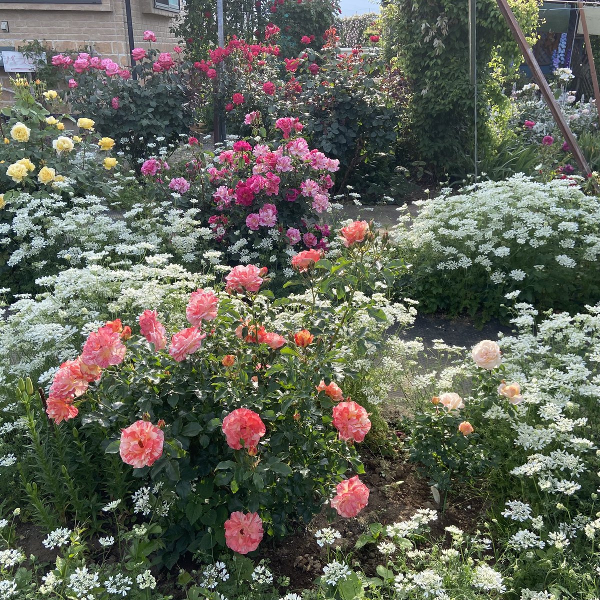 Tanji_Tweet's tweet photo. 佐藤梨園ローズガーデン🌹
バラ綺麗だった😀
福島県福島市 https://t.co/KzxJRuoesd