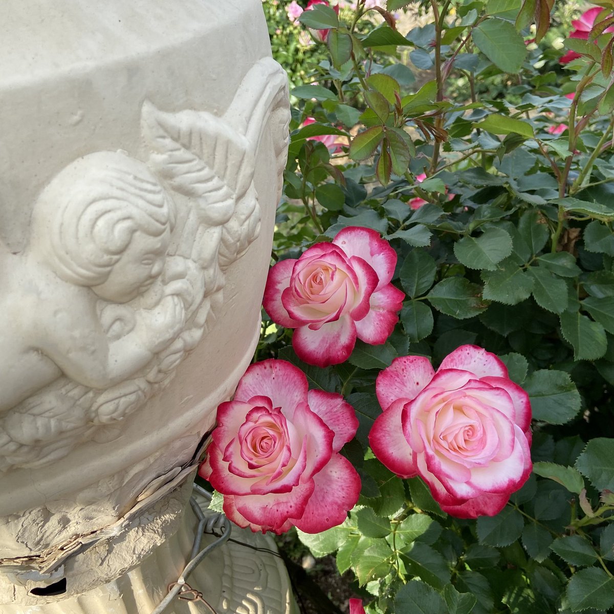 Tanji_Tweet's tweet photo. 佐藤梨園ローズガーデン🌹
バラ綺麗だった😀
福島県福島市 https://t.co/KzxJRuoesd