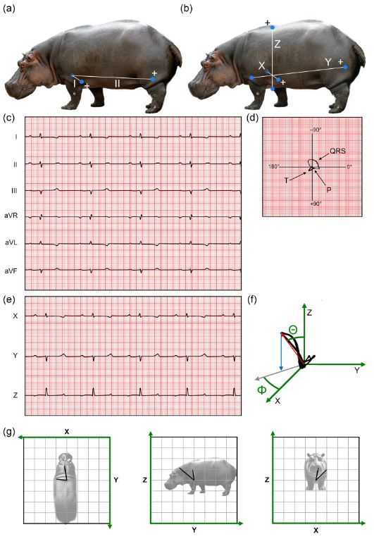 ExpPhysiol's tweet photo. 📣 New EPick video 📣 

Morten B. Thomsen and Kirstine Calloe (University of Copenhagen) discuss the cardiac conduction system and the electrocardiogram of the common hippopotamus (Hippopotamus amphibius) 🦛 

📺️ https://t.co/1Tp9gHvB5b 
📖 https://t.co/yjmmrRPsMp https://t.co/tvJ7PI0ZE0