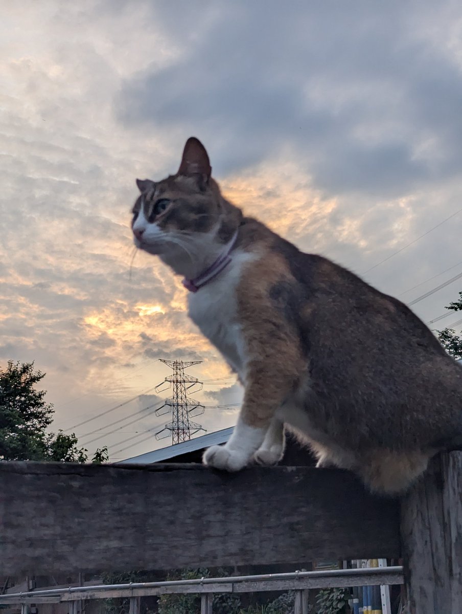 ヴィバーチェ tweet media