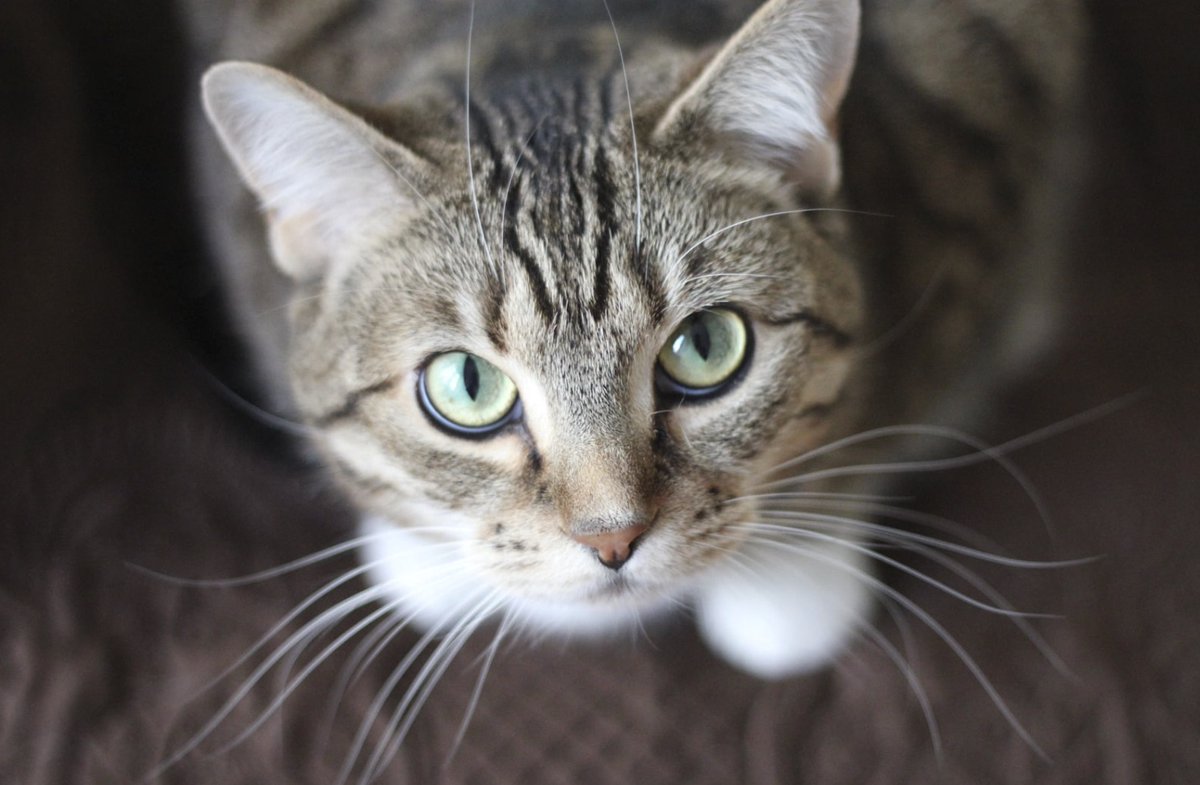 Pets_Mag's tweet photo. In his latest Pets Magazine column, Mark Gill, CEO of Petasure, shares practical advice on keeping cats healthy, stimulated and content at every stage of life.

https://t.co/25h538QSFp

#cats #catcaretips #PetsMagazine https://t.co/p7Hs7jmAn5