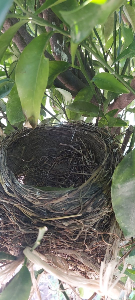 DarkDenic's tweet photo. Aggiornamento piccoli #merli
Hanno abbandonato il nido e non posso più fotografarli.
Sgambettano velocemente in giardino 😍 https://t.co/aOn04wLpYZ