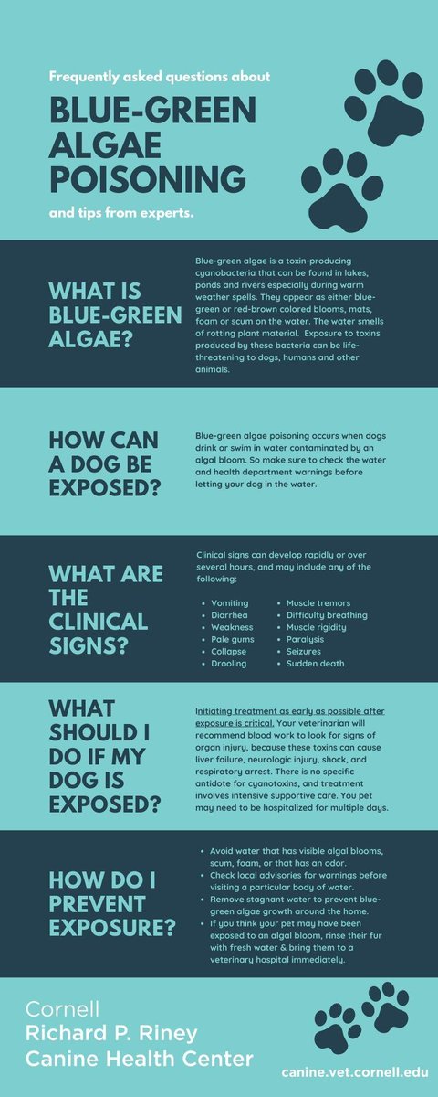 cornelldogs's tweet photo. ☀️ Warmer days are her &amp; so is a hidden danger in the water 💧⚠️
As temperatures rise, blue-green algae can show up in lakes, ponds &amp; rivers. It may look harmless-but it can be life-threatening.
Your pet’s safety starts with awareness-check out the infographic below 👇 https://t.co/LFeRkw3tyH
