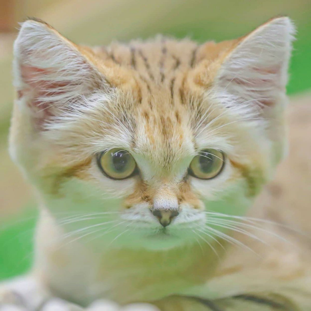 sandcatbot's tweet photo. https://t.co/AIyAve5lnj