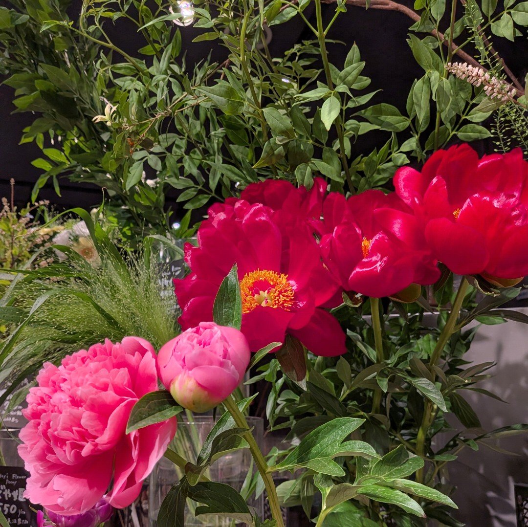 お花屋さんの芍薬が大輪でとっても綺麗だったのでパシャリ🙏🤍🩷💗💜
