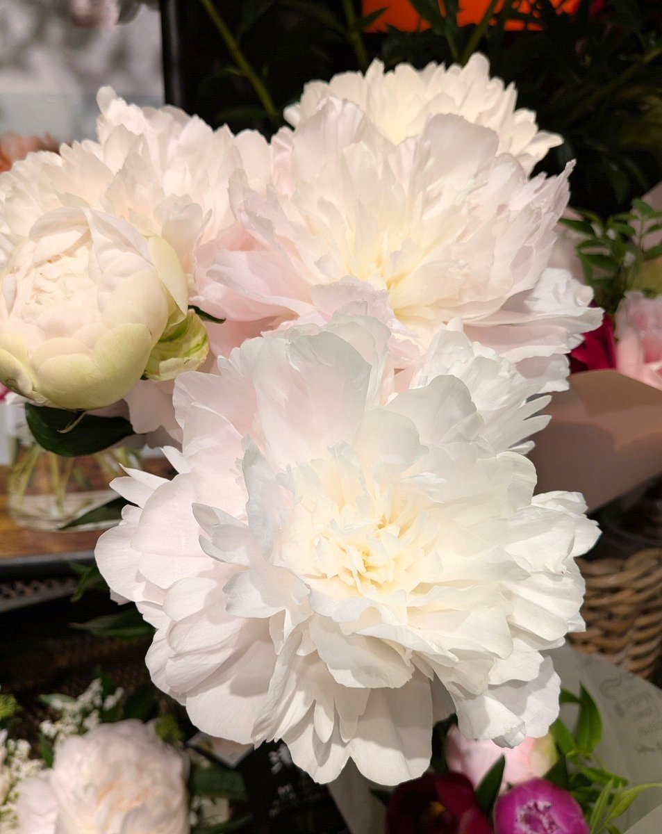 お花屋さんの芍薬が大輪でとっても綺麗だったのでパシャリ🙏🤍🩷💗💜