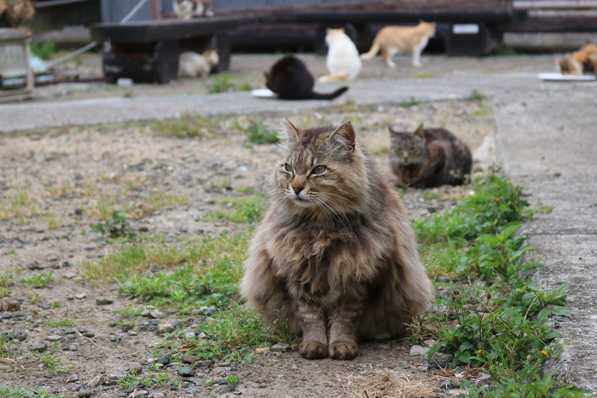 aoshima_cat's tweet photo. 昔の猫の話題
モフモフちゃん（その１）

写真（１）（２）の猫は可愛かったのですが、島にやってきた人がどうしても里子に欲しいと猫のお母さんに伝え、この猫は島を出て行きました。
この当時(２０１５年～２０１８年)は猫の数がとても多く、里子に出された猫、病気を持った猫が島を出て新しい飼い主の元に行きました。
