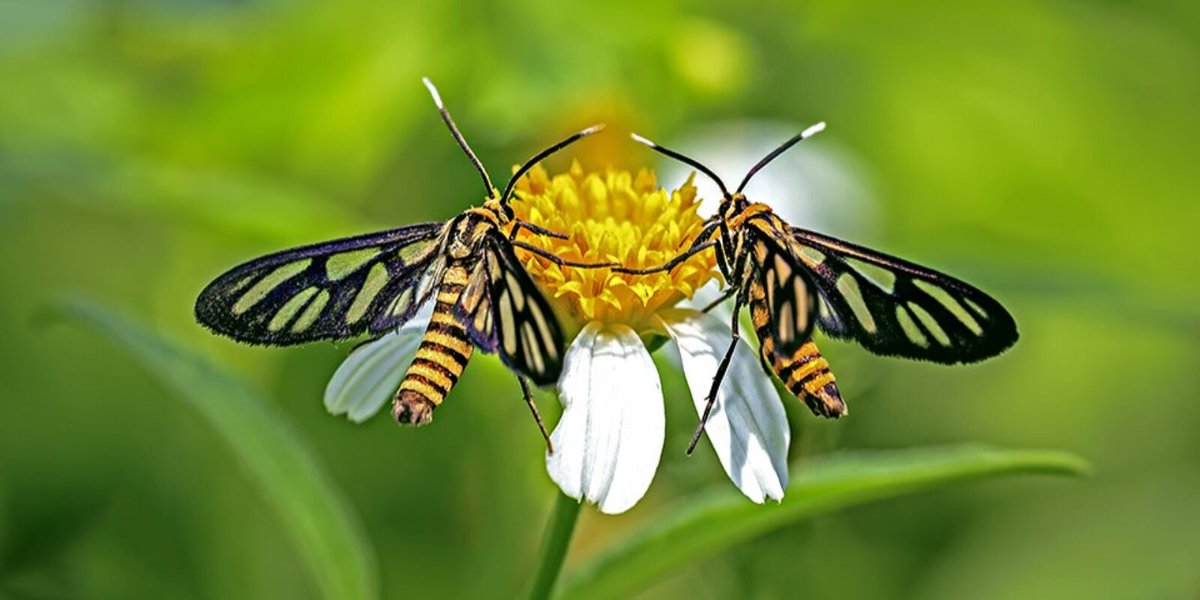 RoyEntSoc's tweet photo. Great ideas deserve support.

The RES EDI Grant is here to fund initiatives that:
🌱 Reach new audiences
🤝 Engage diverse communities
🔬 Open up access to #InsectScience

and more.

If your project can make an impact, we want to hear from you 🔽
https://t.co/B6zvmmixym https://t.co/TzCHRvIx0v