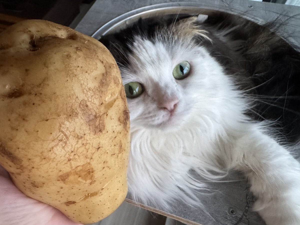 もふねこ tweet media