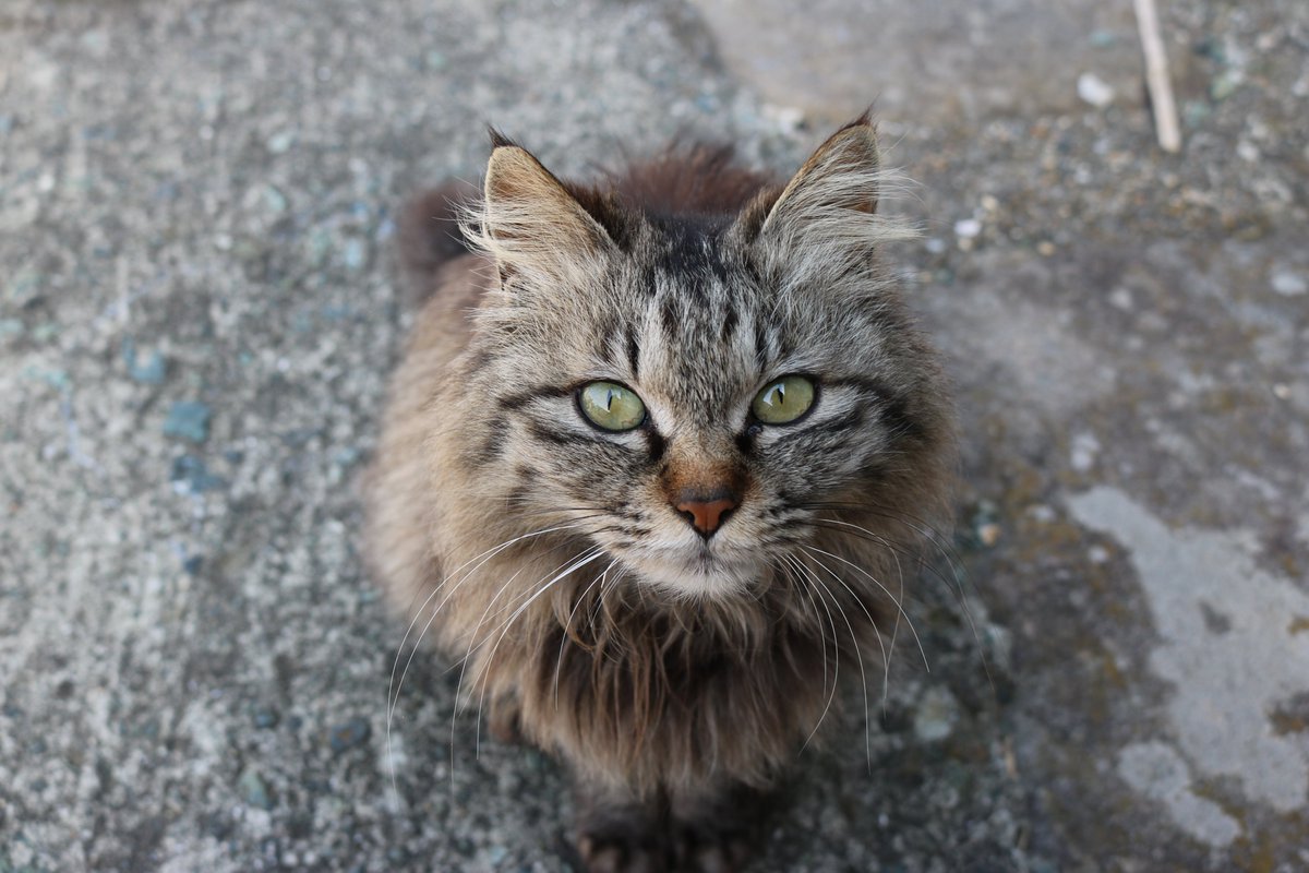 aoshima_cat's tweet photo. 昔の猫の話題
モフモフちゃん（その２）

青島にはモフモフの猫がいました。
かわいらしい姿で、いつもチョコンと座っていました。
冬は暖かいですが、夏は大変だったと思います。 https://t.co/WgX9i8H57T
