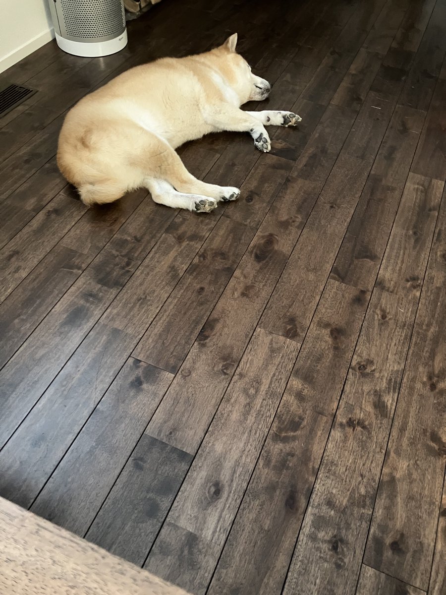 K_14_Kay's tweet photo. お犬様も暑くて寝床じゃなくて床に落ちてる季節になってきた https://t.co/3YQjDUHch3