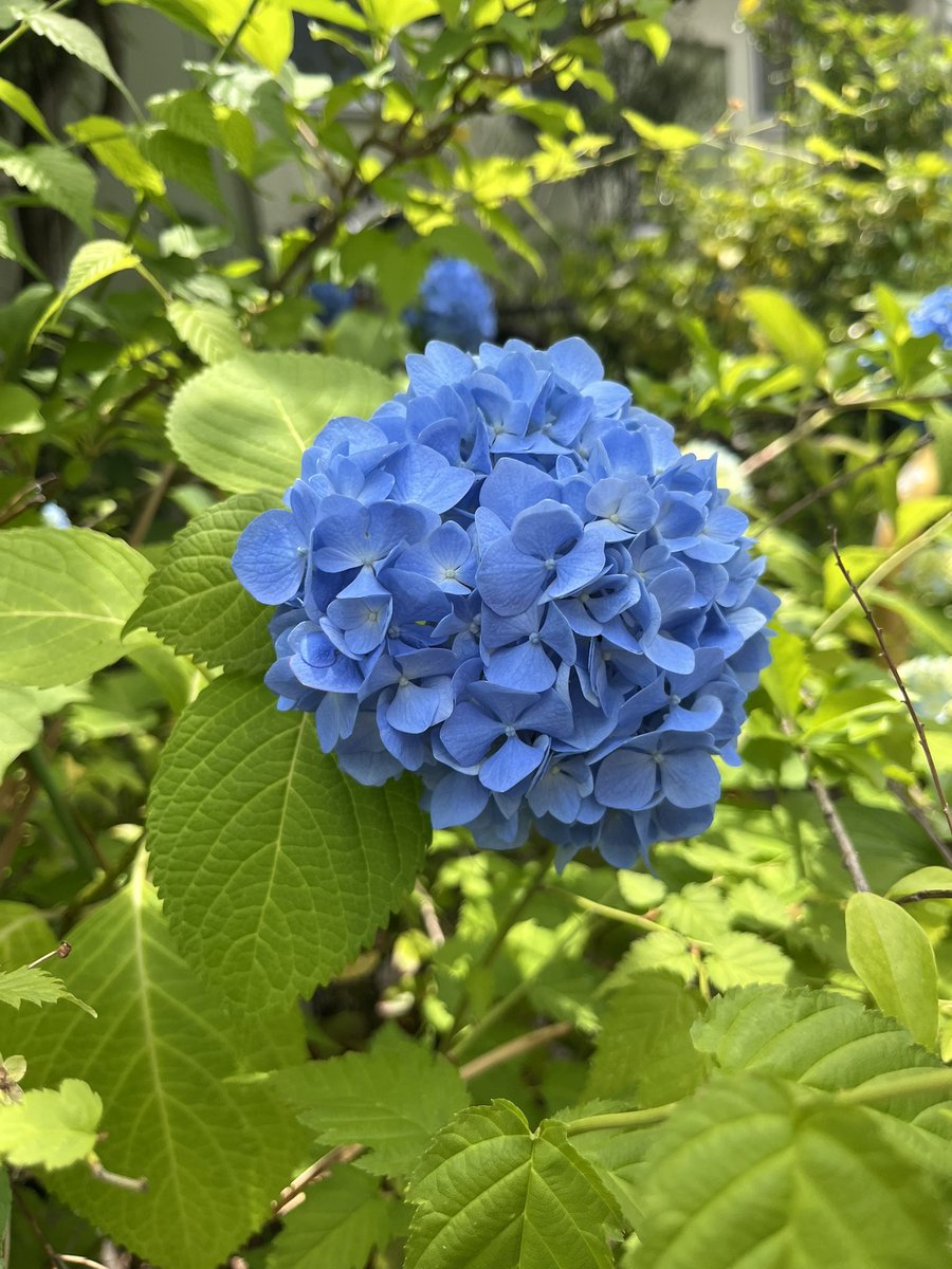 asazatomari's tweet photo. 事務所のそばで咲いてた🥰✨ https://t.co/6sG8zqO5cG