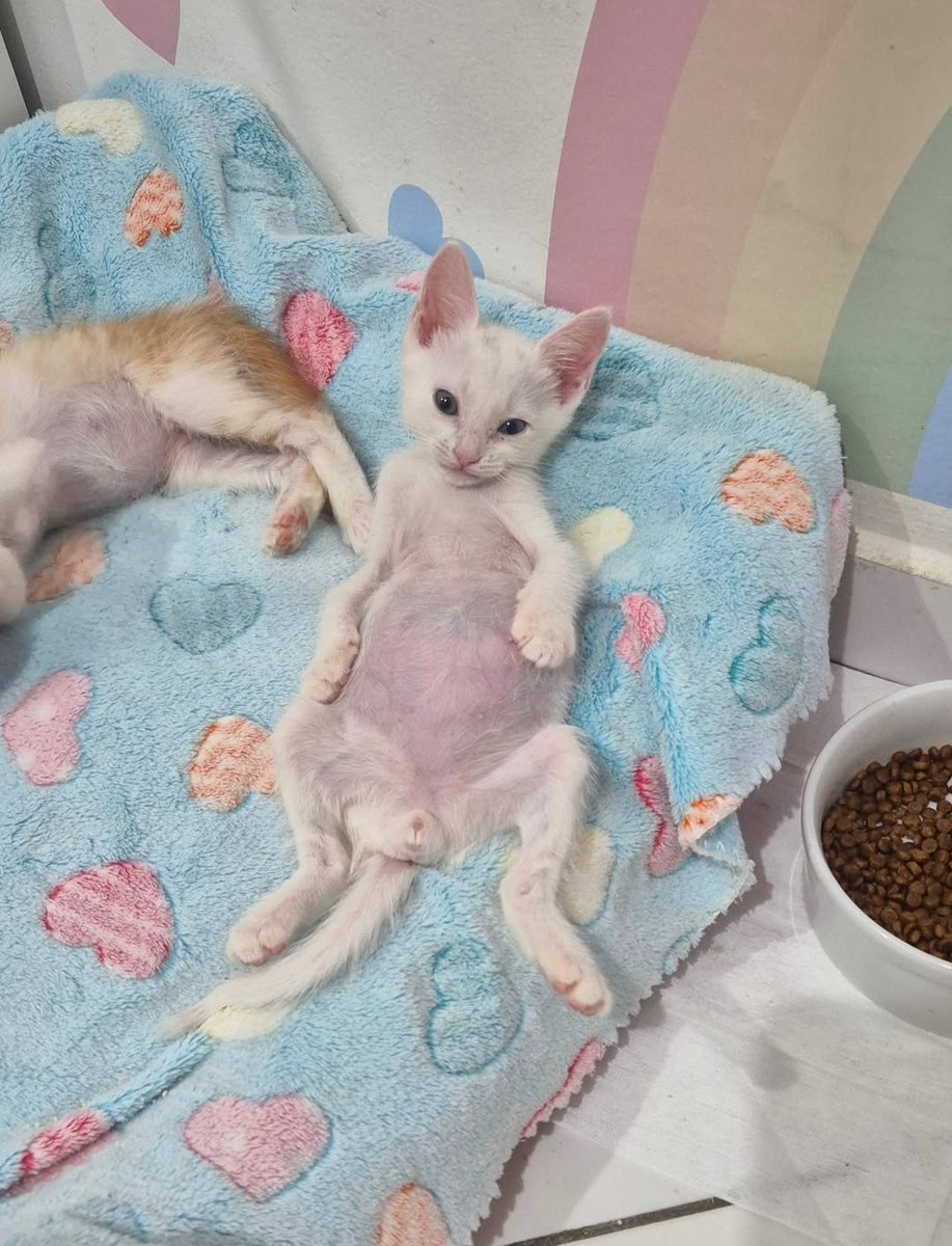 Daily Cat Posts tweet media