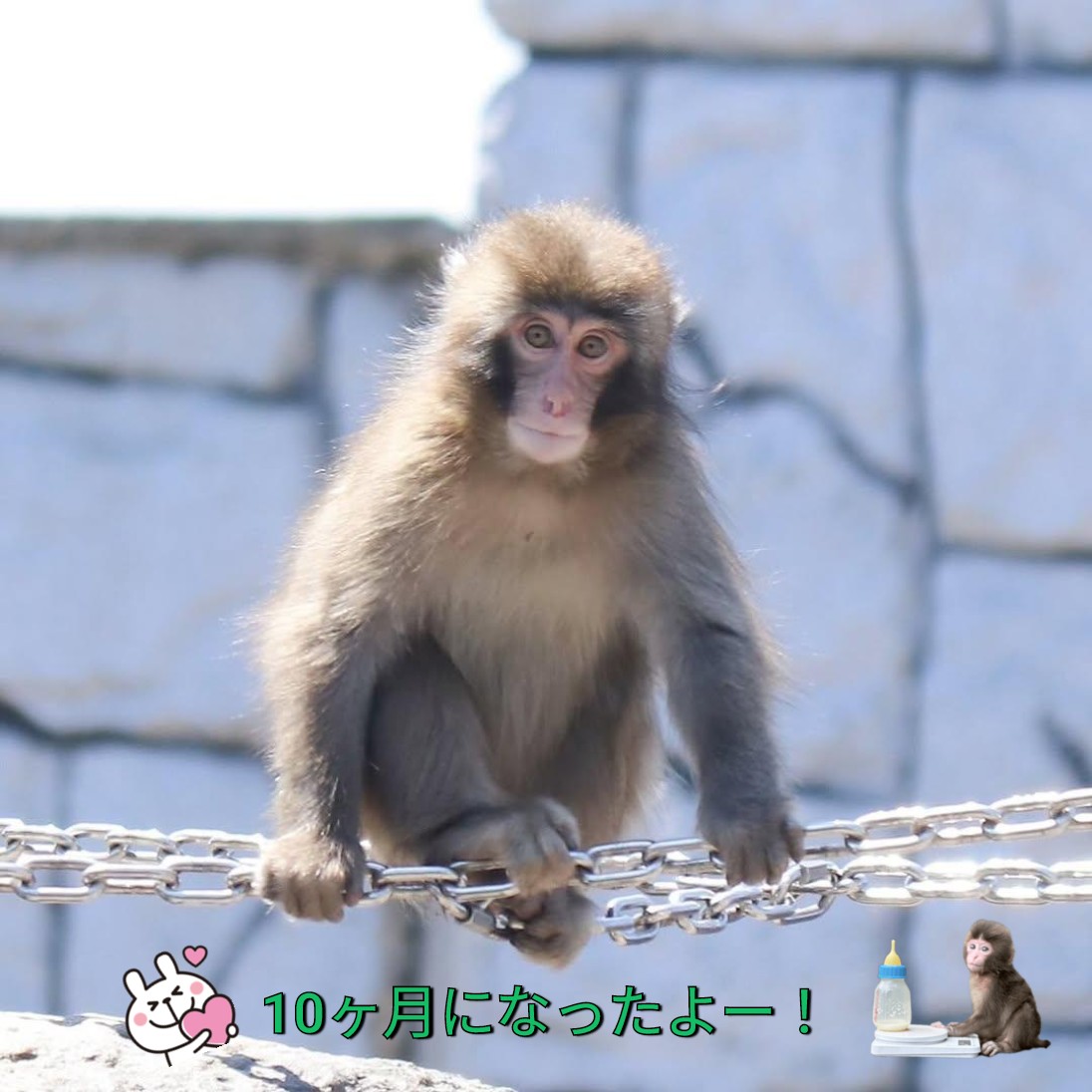 New1Restart's tweet photo. @ichikawa_zoo 最近はちょうどサル山の🍼ベビーラッシュの時期ですね。サルの安全を守るための保護対策は必要だと思います。

毎日パンチ君たちを温かくお世話してくださる飼育員のみなさん、本当にありがとうございます。心から応援しています！

パンチ君、今日で生後10ヶ月ですね☺️
#がんばれ市川市動植物園 https://t.co/hCg0ChDRHX