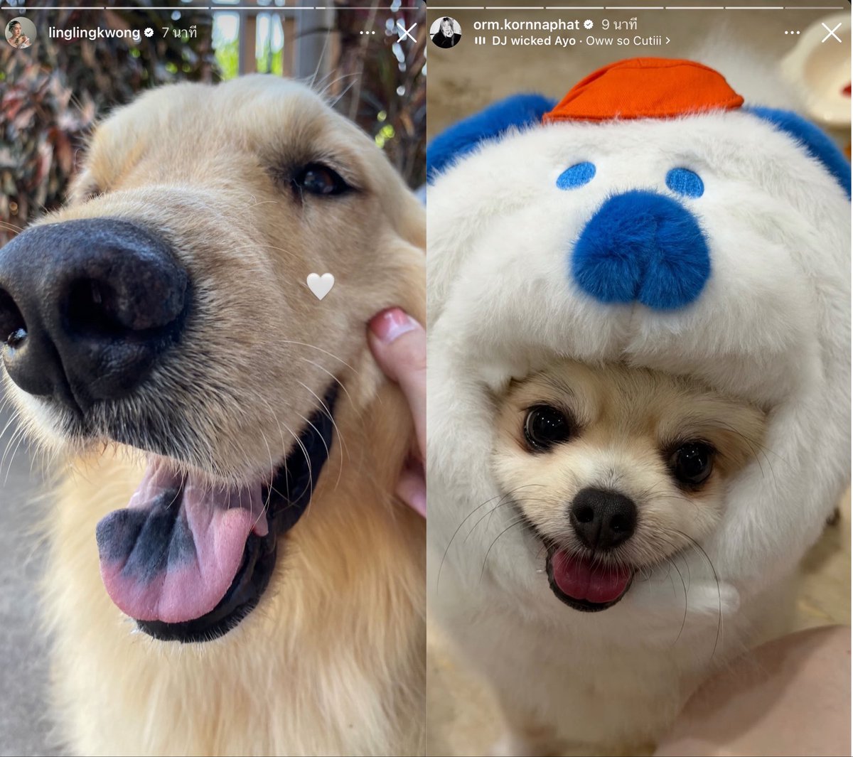 K.Mayazo._.hyemAn🐻‍❄️🐶🐹 tweet media