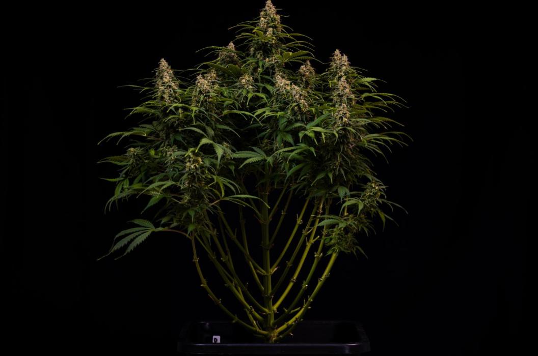 spliffseeds's tweet photo. Dutch Automatic week 14 Great genetics in every aspect. Grew like a champ, even with a rough start and swinging temperatures, pests and much more.
📸:@cannabeast40_ 
#spliffseeds
https://t.co/fnDrTs0f2I https://t.co/xVaG0Q2cck