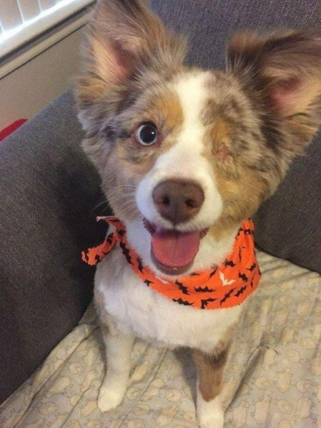 Tweets of Dogs tweet media