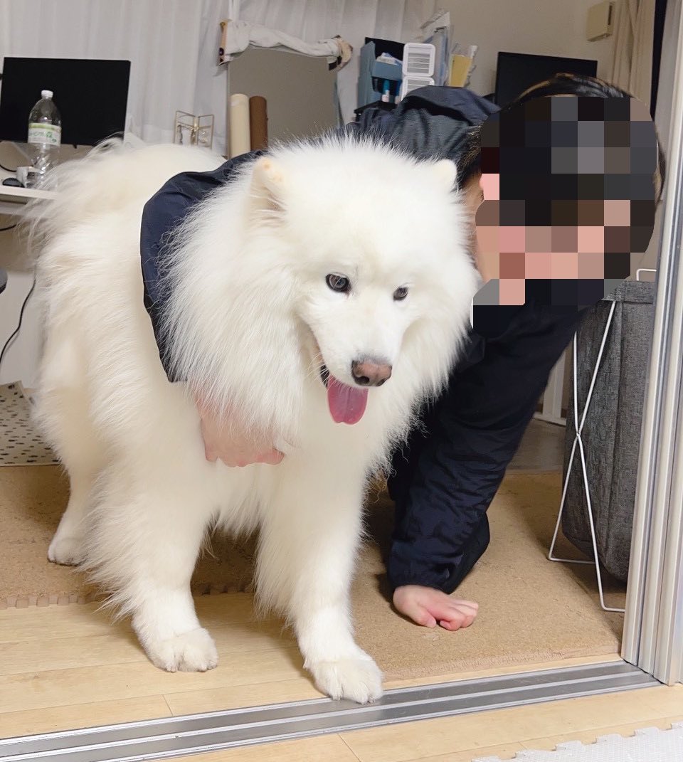 サモエドパパ 大好きなパパの帰宅を知った大型犬の反応がかわいい🫶🐻‍❄️／ なぜ ⁡ ビリヤード